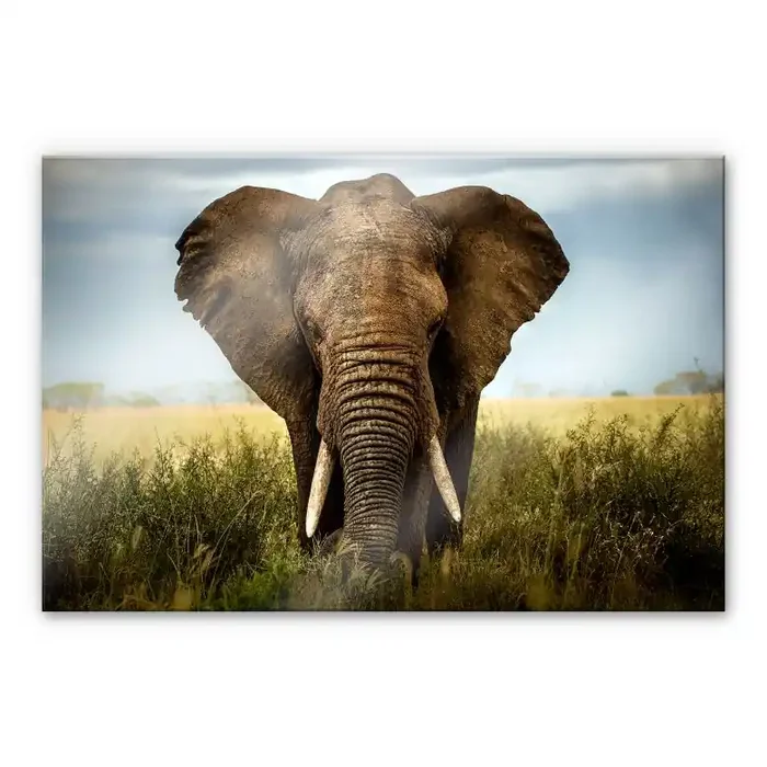 Acrylglas-Wandbild Ghizzi-Panizza – Begegnungen in der Savanne