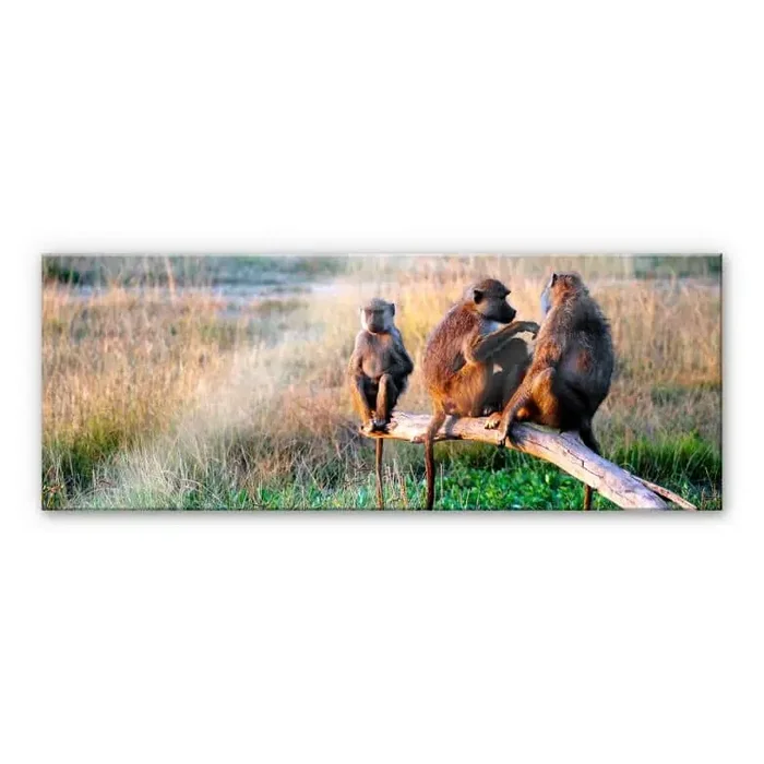 Acrylglasbild Affenbande – Panorama