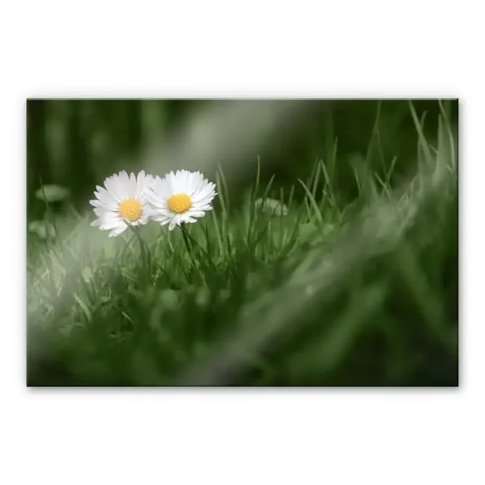 Acrylglasbild Ben Heine – Zwei Gänseblümchen