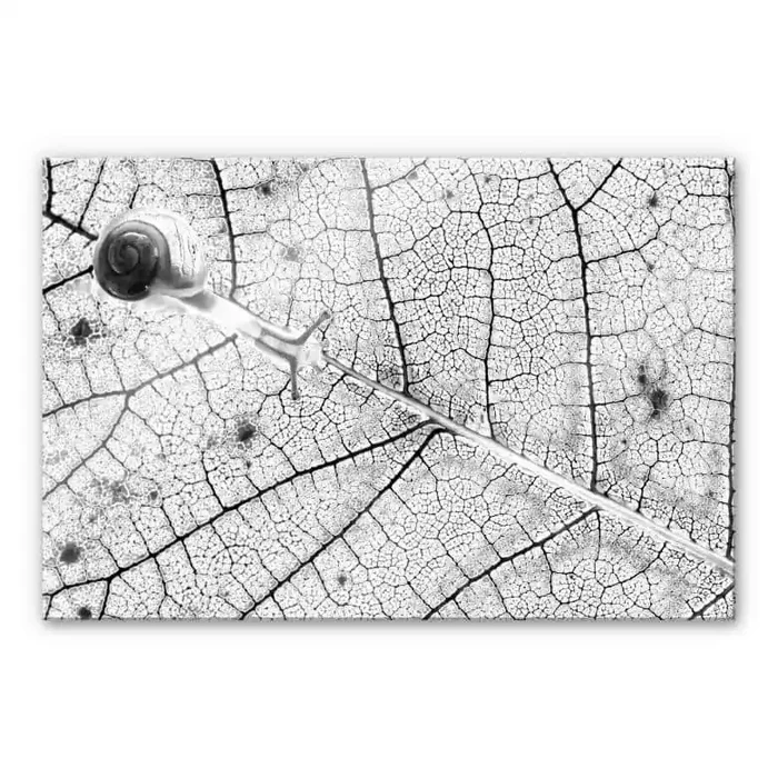 Acrylglasbild Bravin – Transparenzen