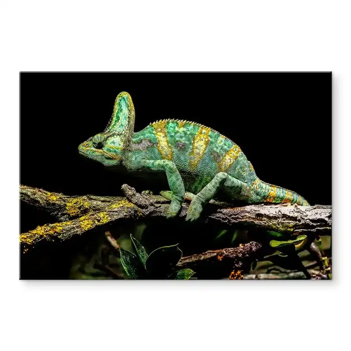 Acrylglasbild Brown – Chamäleon