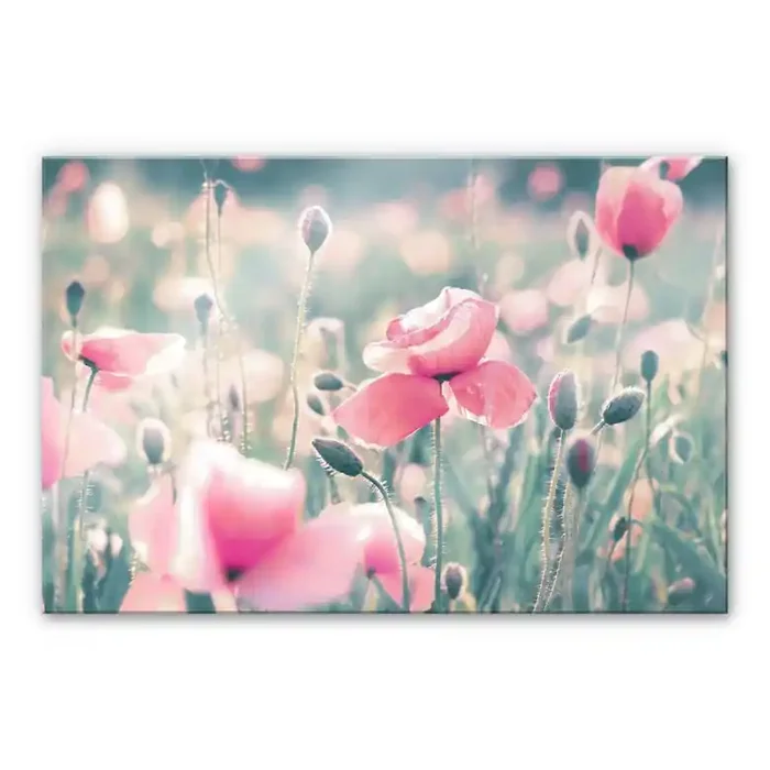 Acrylglasbild Delgado – Mohnblumenmomente