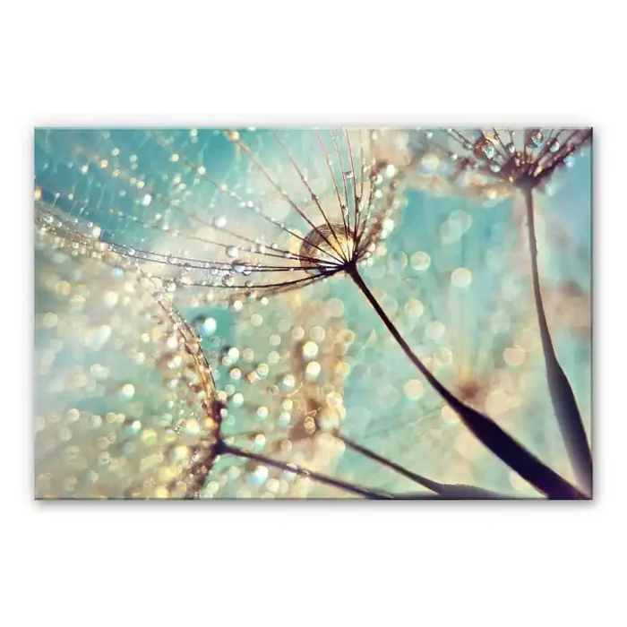 Acrylglasbild Delgado – Magische Pusteblume