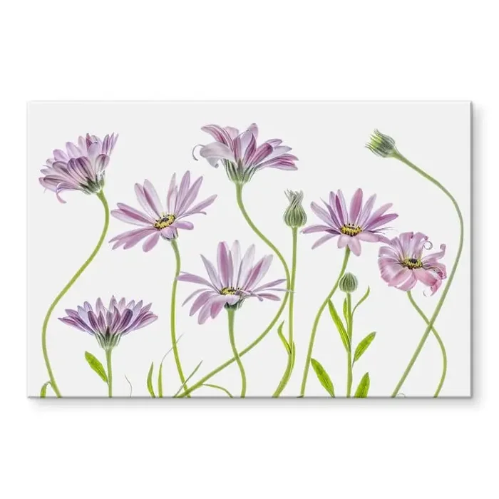 Acrylglasbild Disher – Gänseblümchen