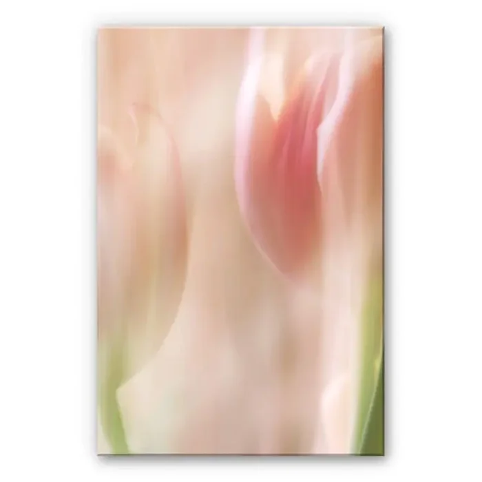 Acrylglasbild Westum – Shy tulips