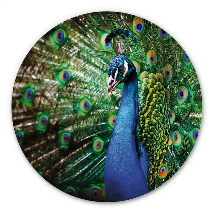 Alu-Dibond – Beautiful Peacock – Rund