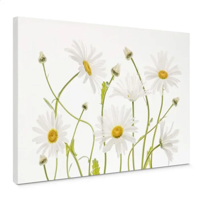 Leinwandbild Disher – Ox eye Daisies