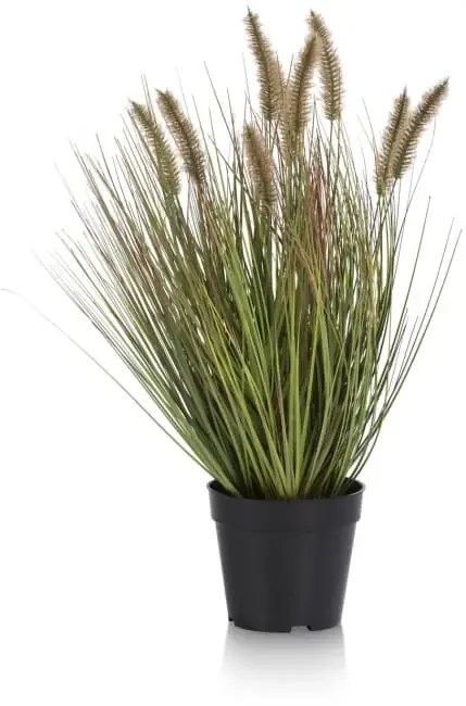 Pennisetum Grass plant H58cm – Gruen