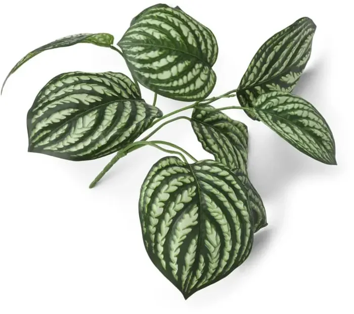 Peperomia Bush Kunstblume H30cm – Weiss