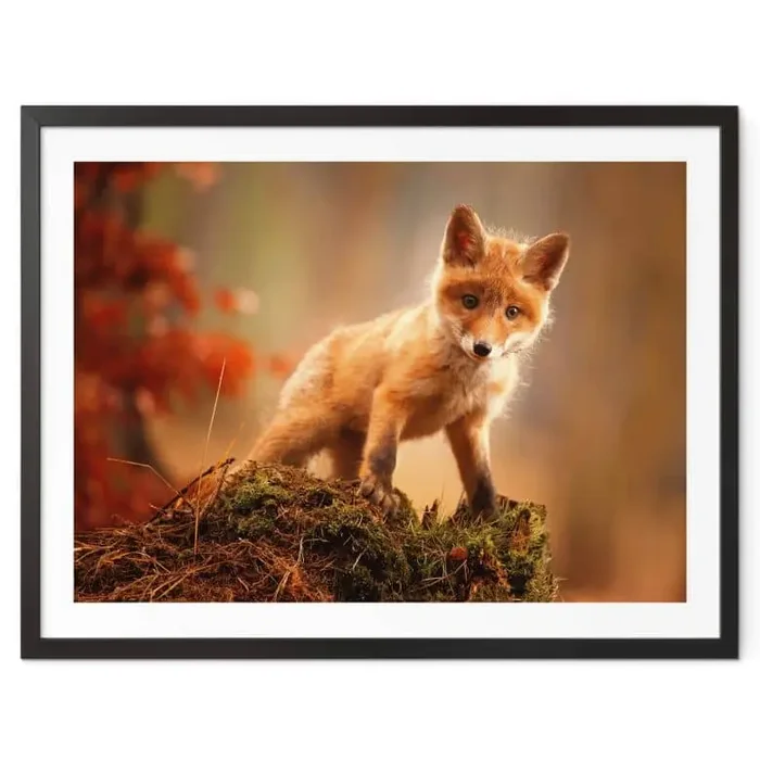 Poster Adamec – Junger Fuchs im Wald