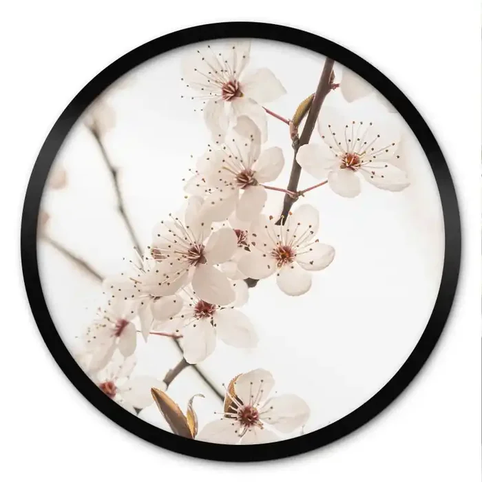 Poster Zweig mit weißen Kirschblüten – Sisi & Seb – Rund