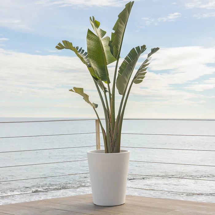 RUNDBLUMENTOPF GERBERA 50 RUSTIC