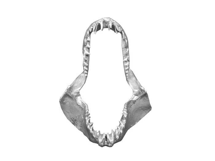 Seletti Wunderkammer Skulptur – Haifischkiefer Entworfen von Diesel Creative Team