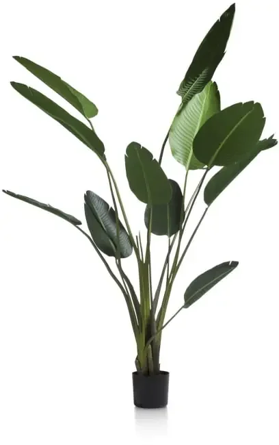 Strelitzia Nicolai H150cm – Gruen