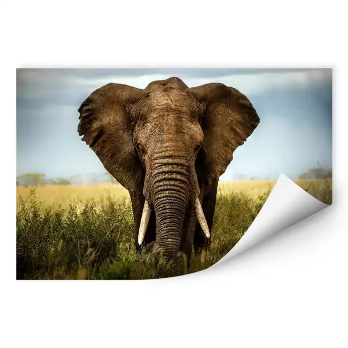 Wallprint Ghizzi-Panizza – Begegnungen in der Sava