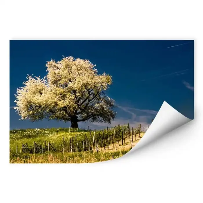 Wallprint W – Blütenpracht im April