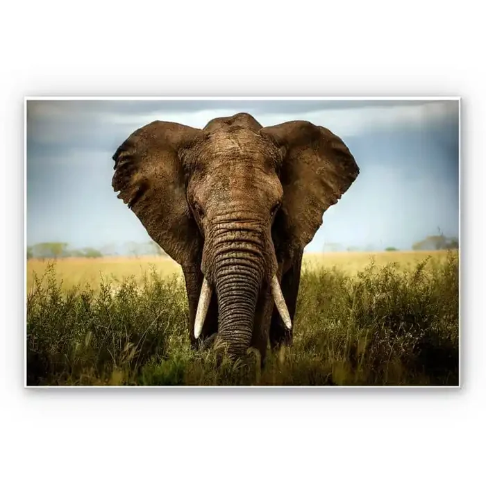 Wandbild Ghizzi-Panizza – Begegnungen in der Savan