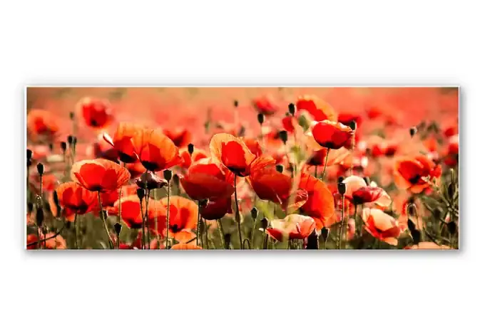 Wandbild Poppy Field – Panorama