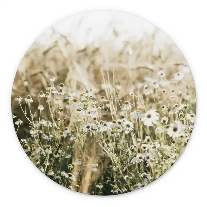 Wandbild Sommerwiese mit Kamille – Annie – Alu-Dibond Rund