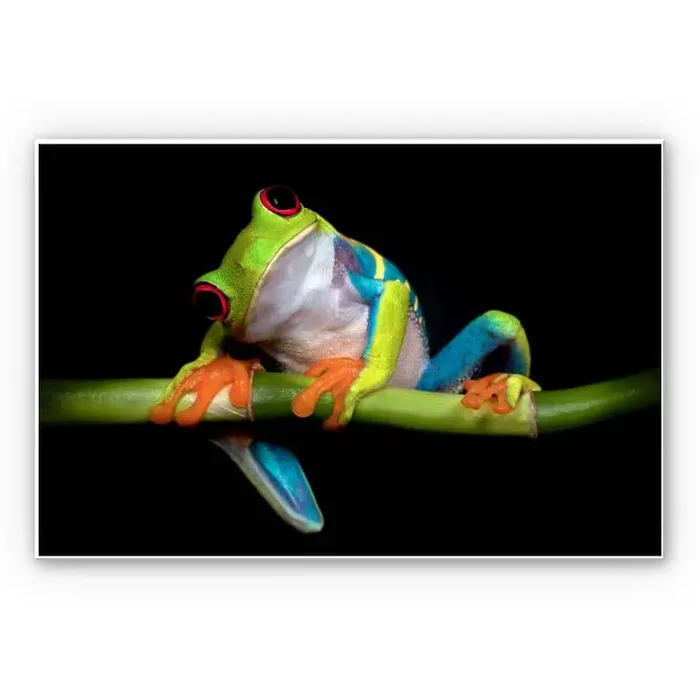 Wandbild Valverde – Green Frog
