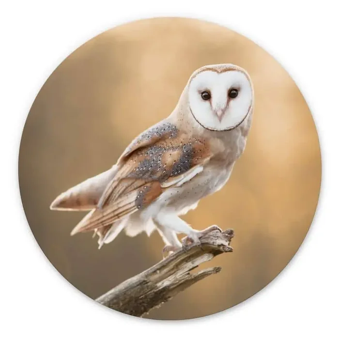 Wandbild van Duijn – Schleiereule in goldenem Licht – Alu-Dibond Rund