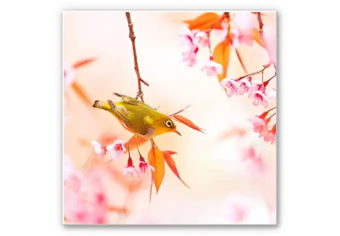 Wandbild Vogelgezwitscher in der Kirschblüte – quadratisch