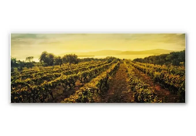 Wandbild Weinreben im Sonnenuntergang – Panorama