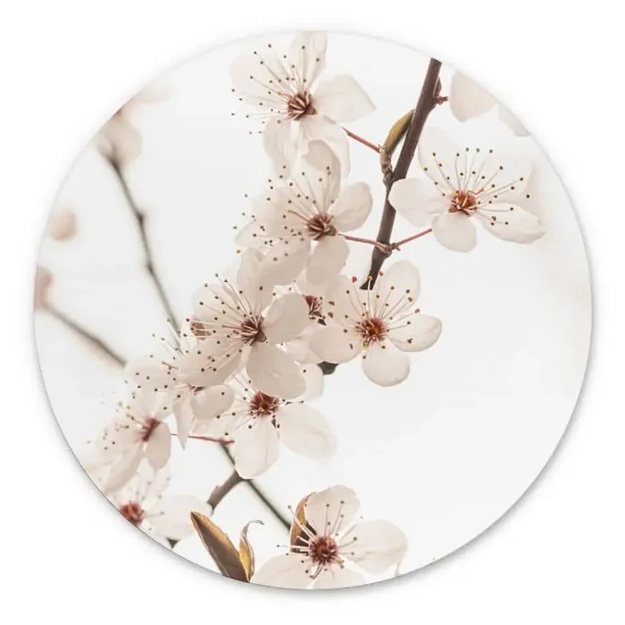 Wandbild Zweig mit weißen Kirschblüten – Sisi & Seb – Alu-Dibond Rund