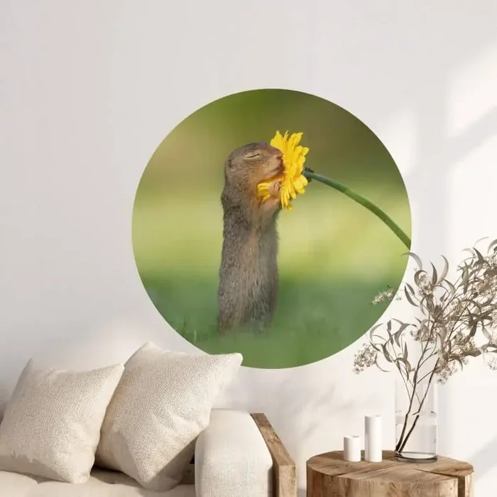Wandtattoo van Duijn – Erdhörnchen riecht an Blume – Rund