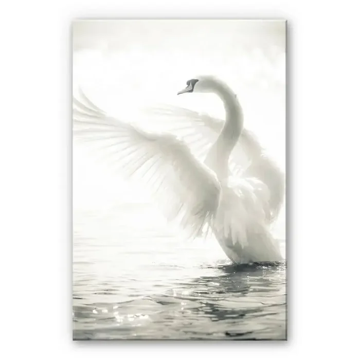 XXL Wandbild Majestätischer Schwan
